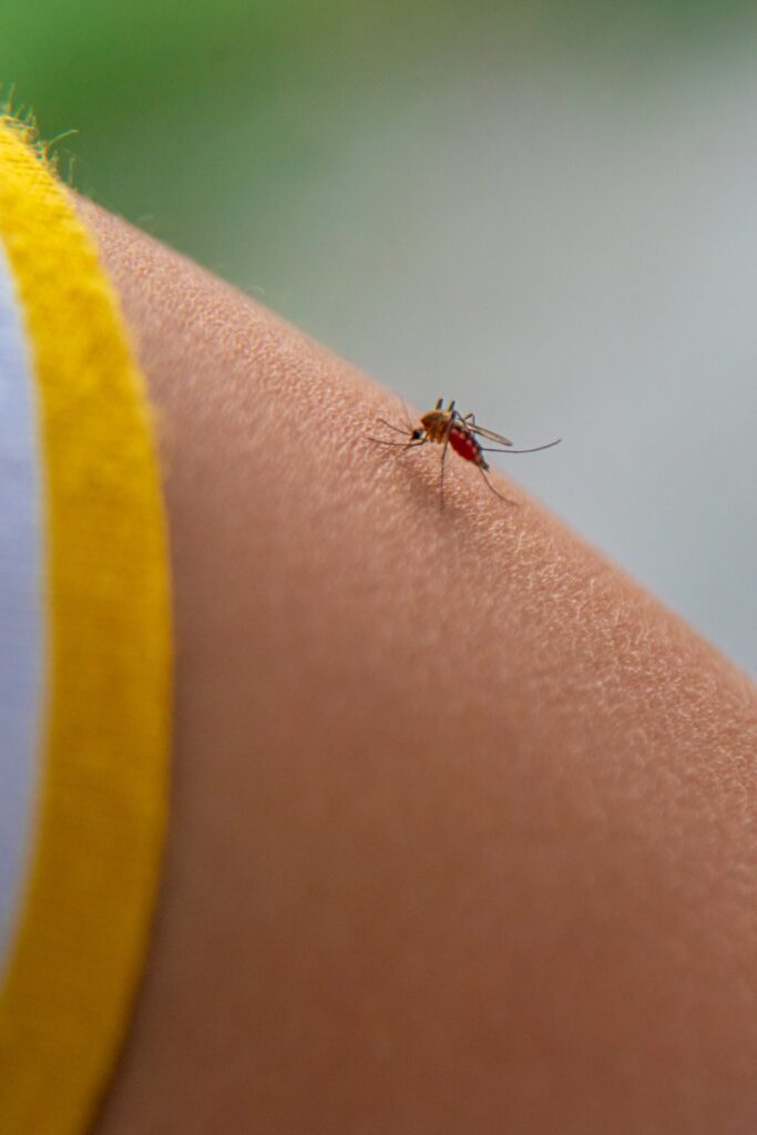 Dengue symptoms to watch for during Phuket's monsoon season